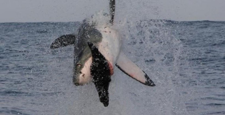 Scientists Determine Great White Shark Lifespan Is As Long As A Human's