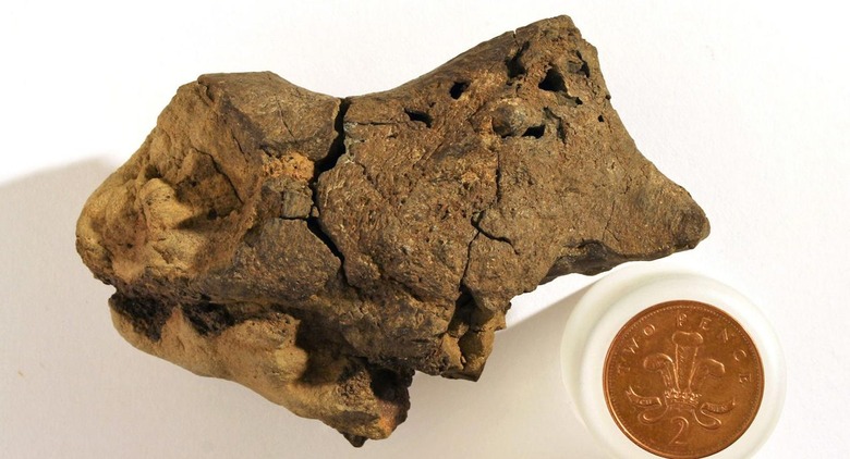 Scientists discover first known fossil of dinosaur brain tissue