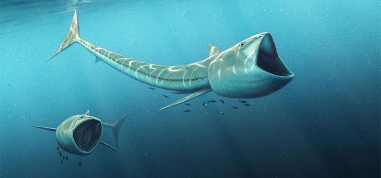 rhinconichthys-1