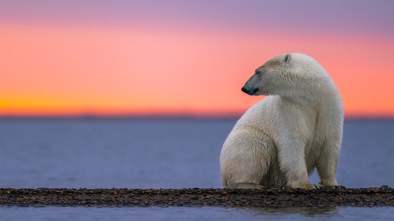 Polar bear horizon