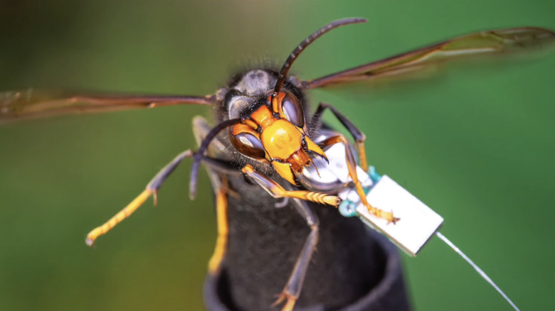 Putting a transmitter on Asian hornet.