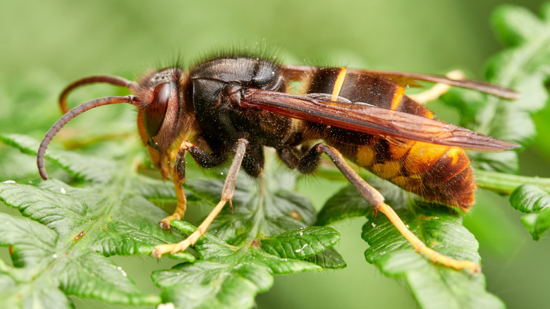Yellow legged hornet on leaves.
