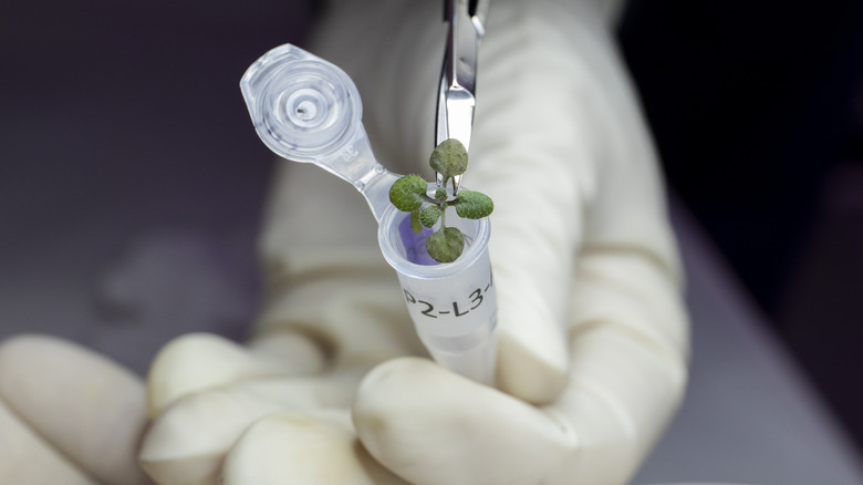 Growing plants in regolith