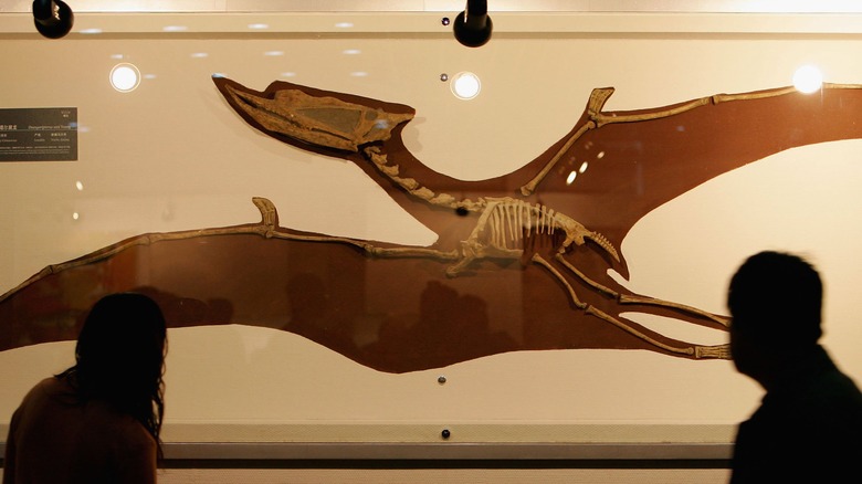 Pterosaur fossil