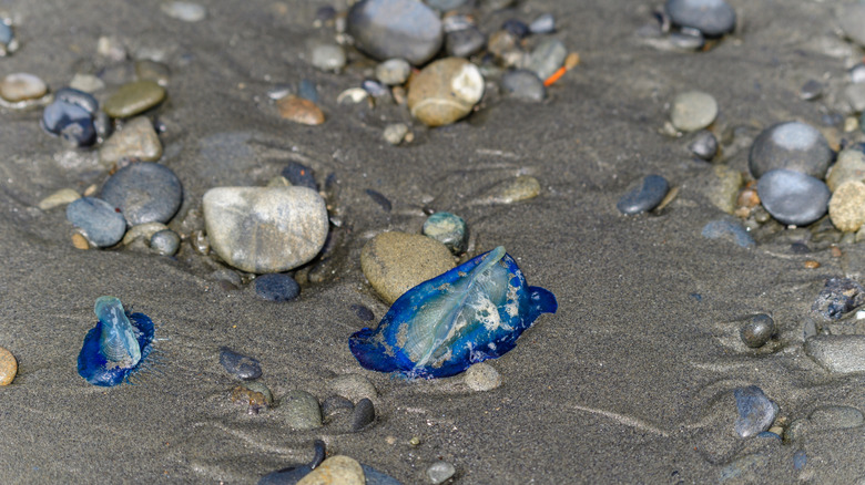 A sandy beach covered with pebbles and plastic waste