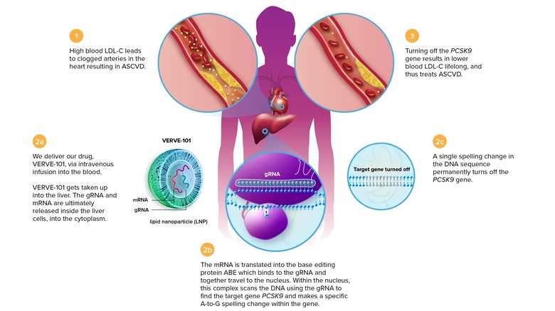 Gene editing to avoid heart attack
