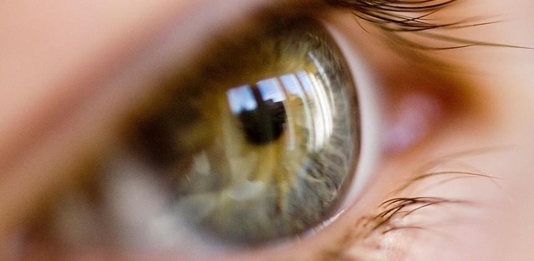 Scientists test algae for potential cure for blindness