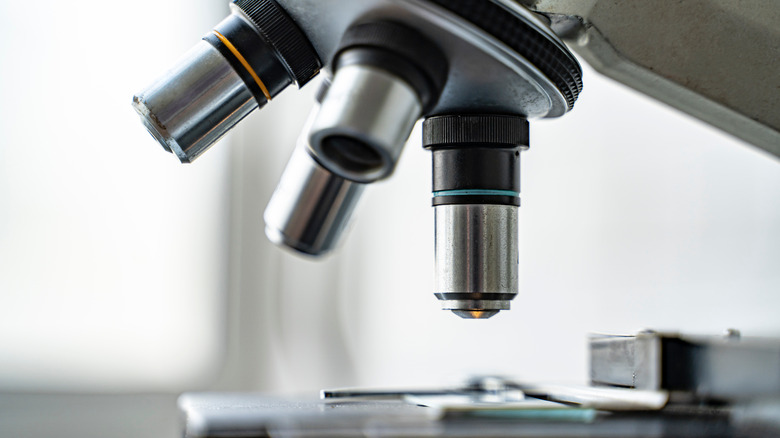 microscope viewing 