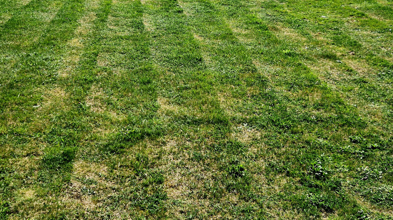 Scalped and damaged grass after mowing too short