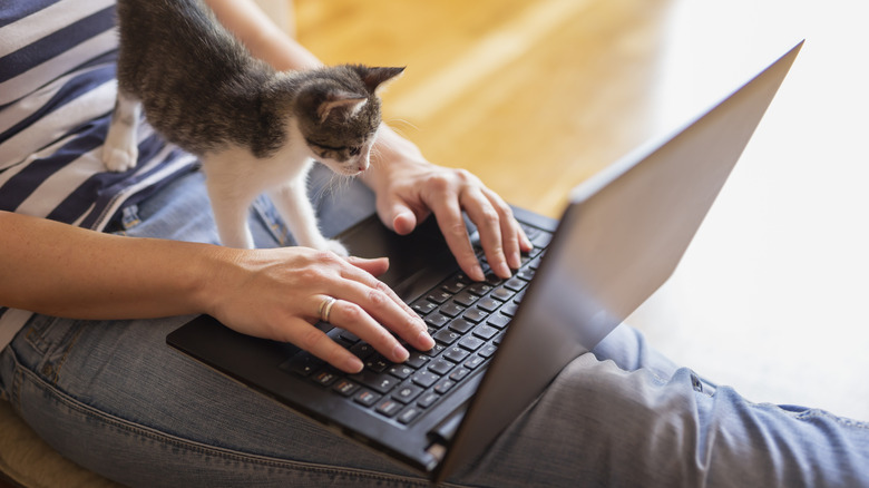 Woman using laptop on lap with kitten