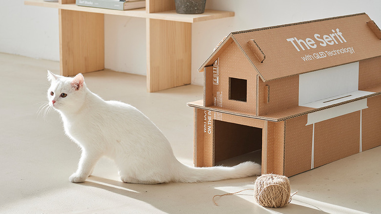 cat with carboard tv box house
