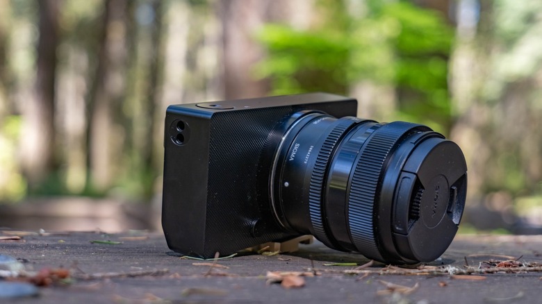 Sigma BF on a picnic table with a blurry forest in the background.