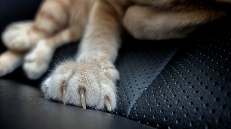 Cat laying on leather seats