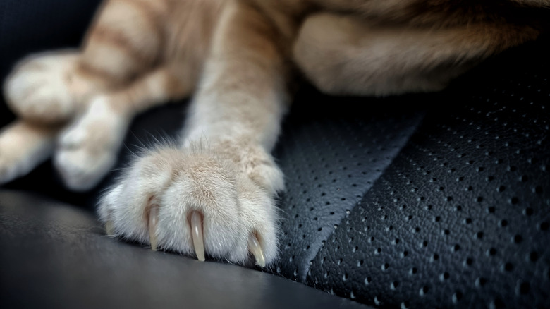 Cat laying on leather seats