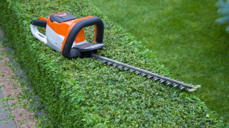 Double-sided hedge trimmer placed on a hedge