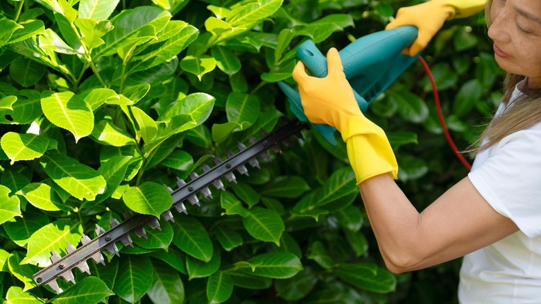 Person using hedge trimmer