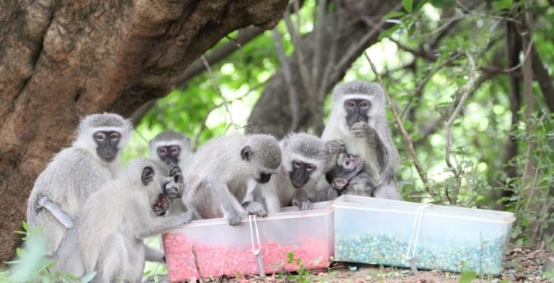 vervet_monkeys_eating