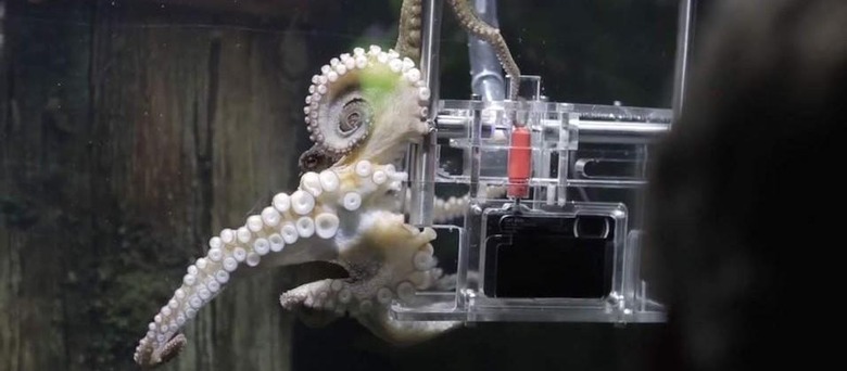 Sony trained an aquarium octopus to take pictures of visitors