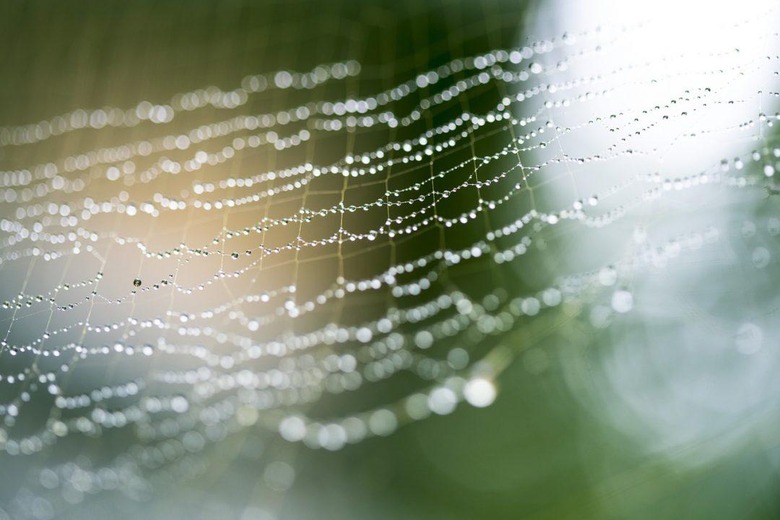 Why understanding how spiders spin silk may hold clues for