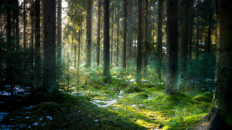 Forest