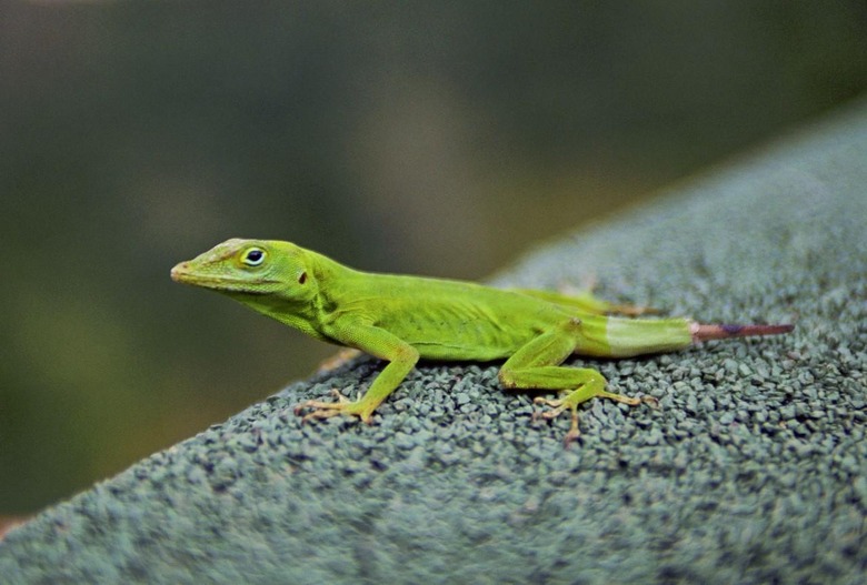 Lizard in Dona Juana Recreation Area in Black Bull Forest Reserve Puerto Rico West Indies
