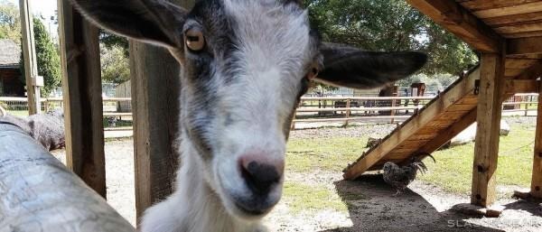 goatface