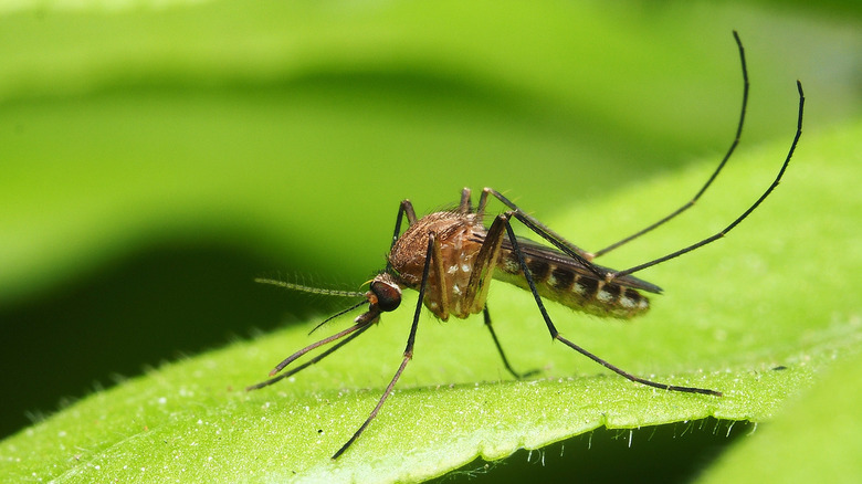 mosquito on a leaf