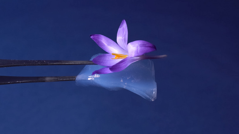 Aerogel supporting purple flower