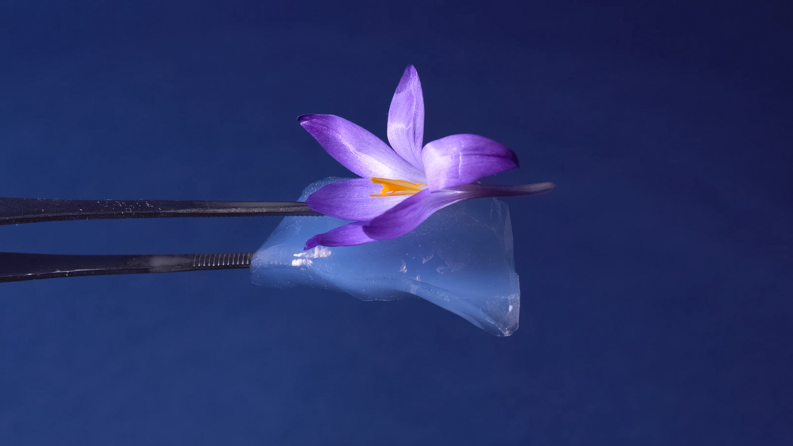 Style Not Stardust: This Unique Handbag Gives NASA's Nanomaterial Its Biggest Use Yet - Vimarsana News