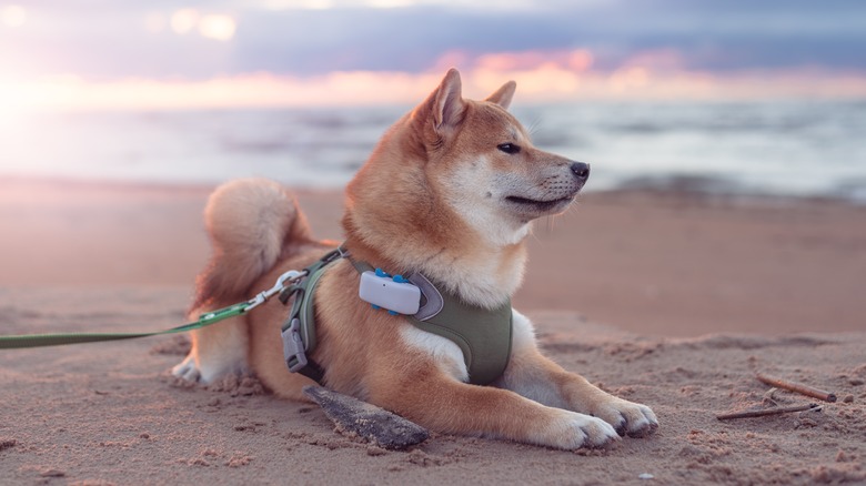 A dog with a pet tracker attached to its collar