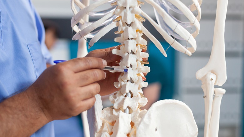 Medical assistant points at spinal cord
