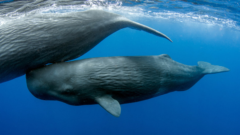 Sperm whale
