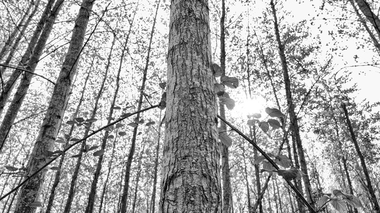 Black and whiteiimage of woodland terrain