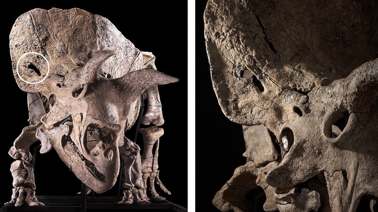 Fenestra in triceratops