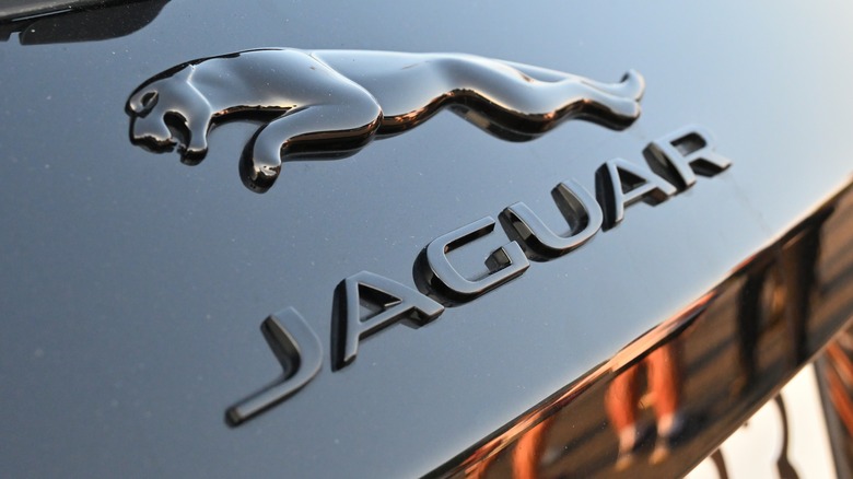 Jaguar leaping over the Jaguar name