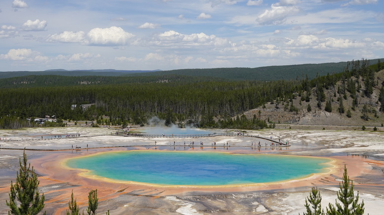 Wyoming's Grand Prismatic Spring in front of an expansive forest