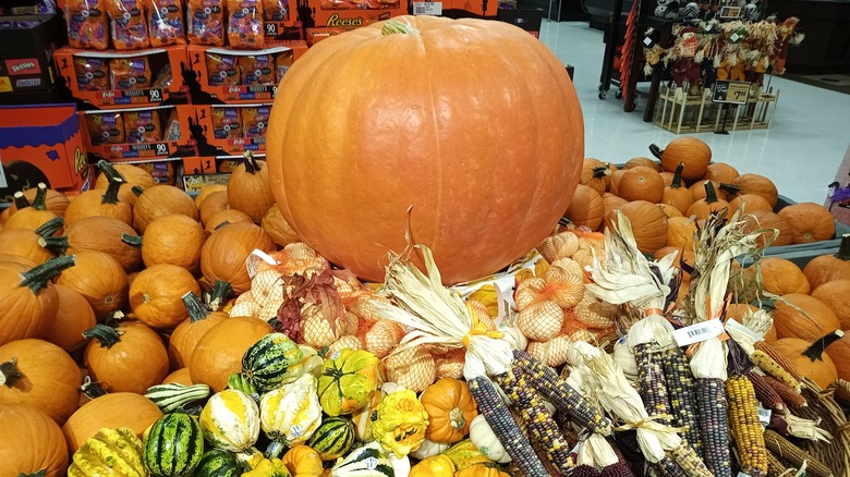 Pumpkin display gourd halloween