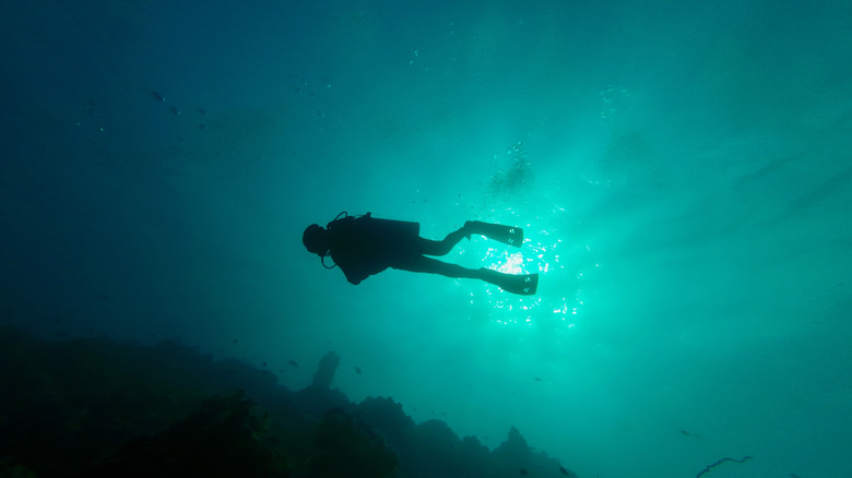 Diver photographed from below
