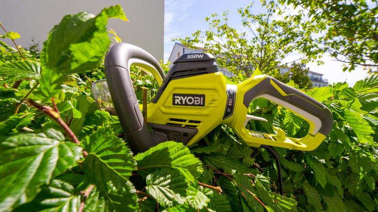 Ryobi hedge trimmer resting atop a soon-to-be-trimmed hedge