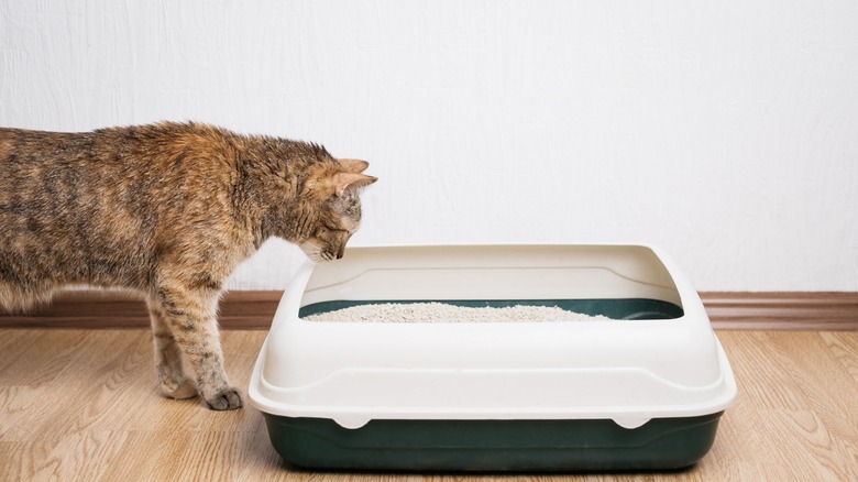 Cat and litter box