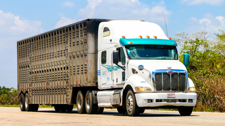 Peterbilt 387 semi-truck