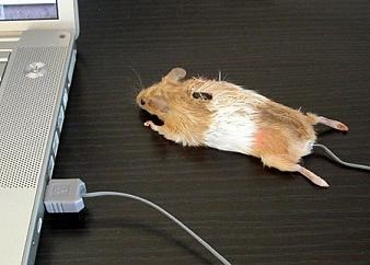computer mouse made of real mouse