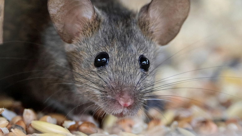 A mouse standing on various grains