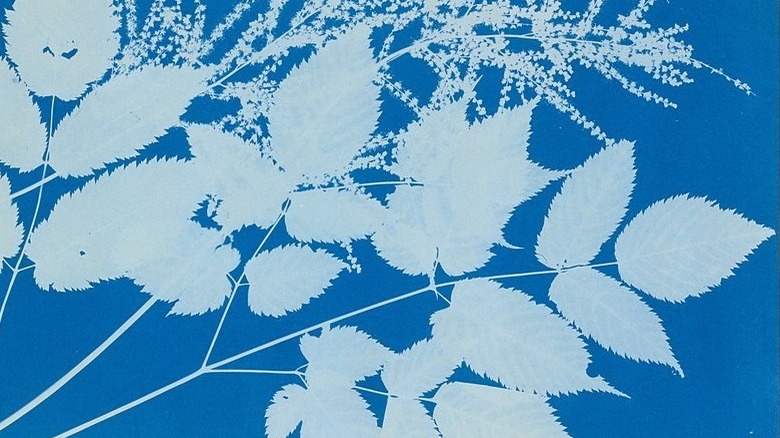 Photogram of plants