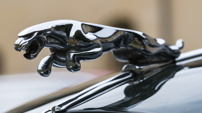 Jaguar car emblem on hood