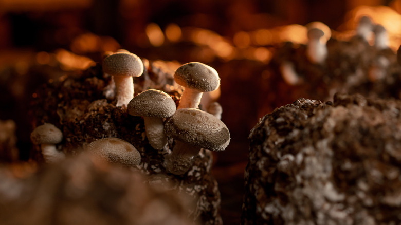 Mushrooms growing on a surface
