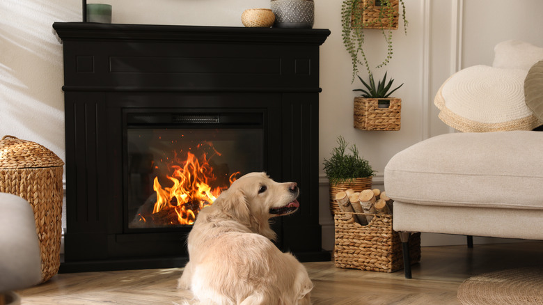 dog resting near electric fireplace