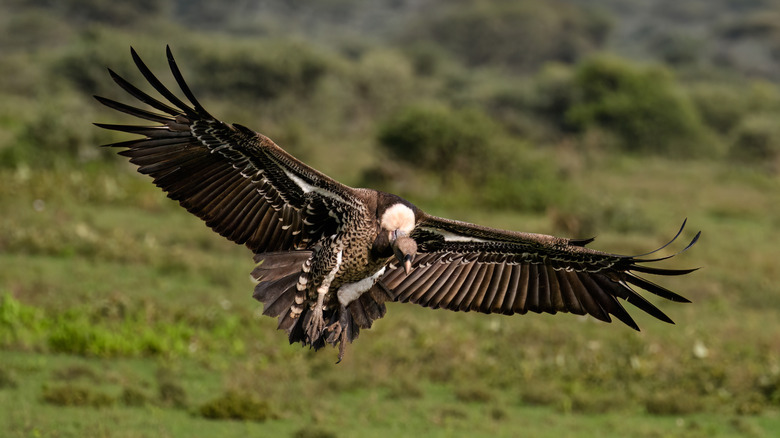 A Rüppell's Griffon vulture landing in an African grassland.