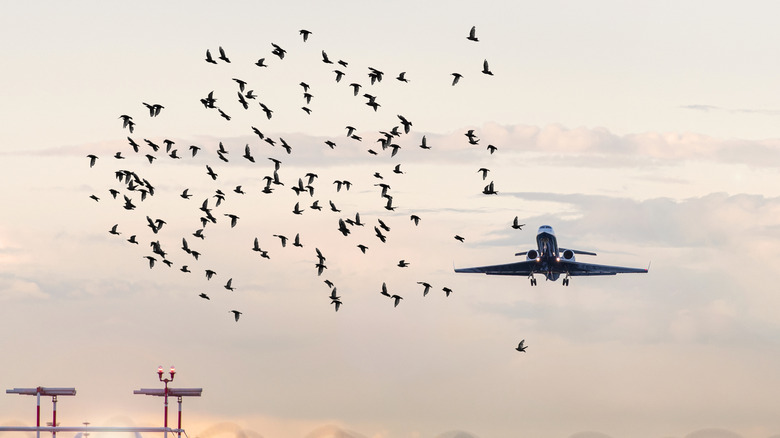 A flock of birds flies in front of airplane taking off