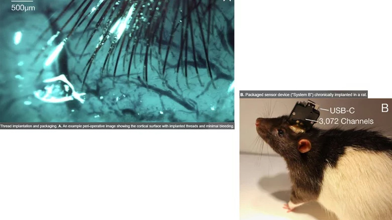 Neuralink chip rat